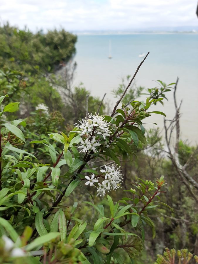 NZ Native Botanical